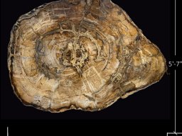 Designation: Slab 2C Giant Sequoias Petrified Wood Table. An Investment in Natural History. A 38-Million-Year-Old Prehistoric Sequoia.